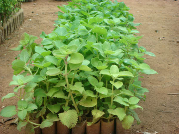 அஜீரணம் : அஜீரணம் :