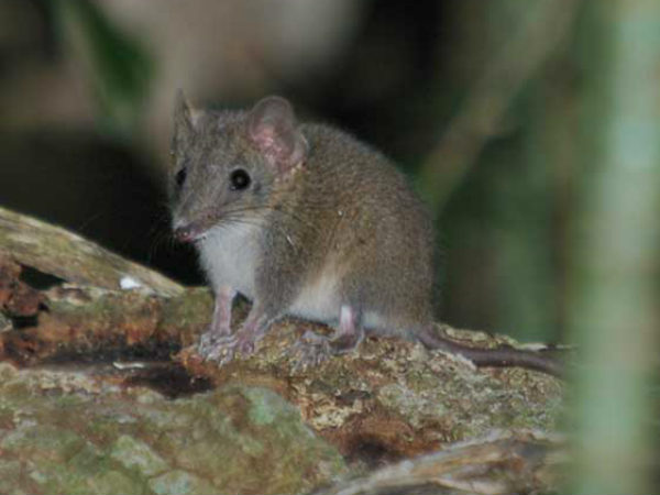 எலி மருந்து : 