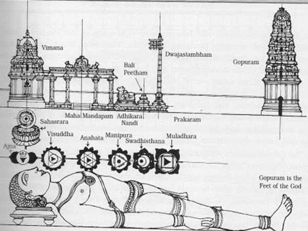 மனித உடல் : 