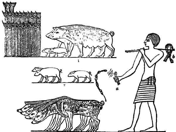 விலங்குகளின் கழிவுகள் : 