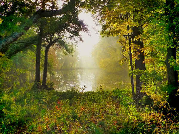 சர்க்கரை பாதிப்புகள், மூட்டுவலிகள் போக்கும் நாவல்குளத்து குளியல்!
