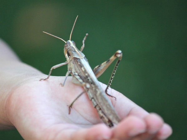 வெட்டுக்கிளி குட்டிபோடும்!