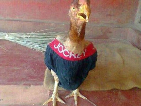 நல்ல ஐடியா! நல்ல ஐடியா!