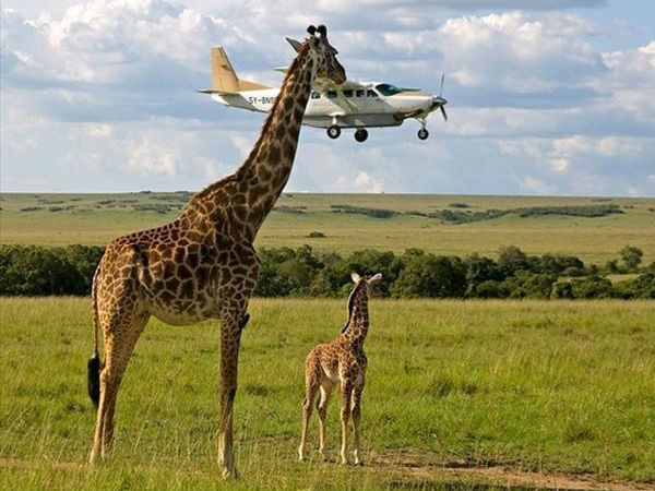  #1 ஒட்டகச்சிவிங்கி