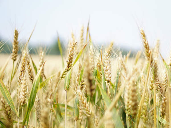 சப்பாத்தி மட்டுமா? : 