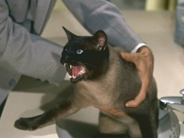 சயாமீஸ் பூனை!