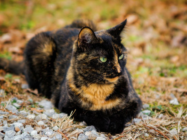 ஆமைக் கூடு நிறம்!