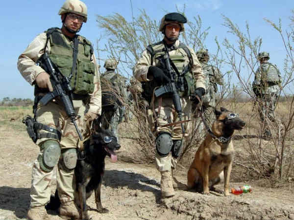 விலங்குகள் : 