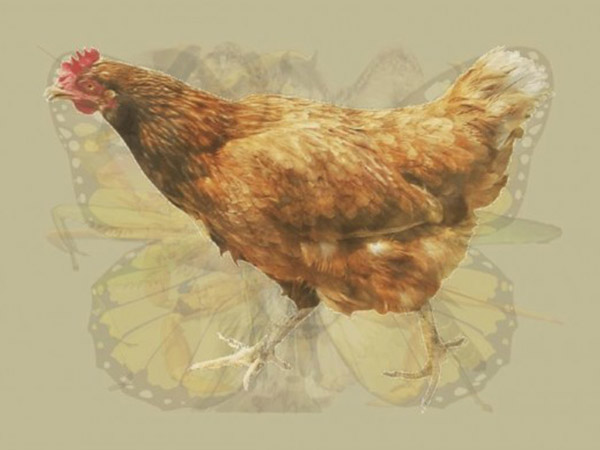 ஆவி விலங்கை காண்பதற்கான வழிகள் 