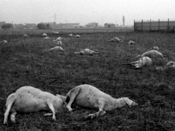 செவேசோ : 