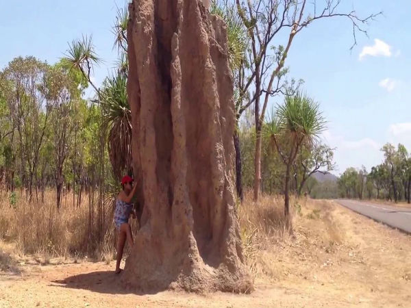 கரையான் புற்று