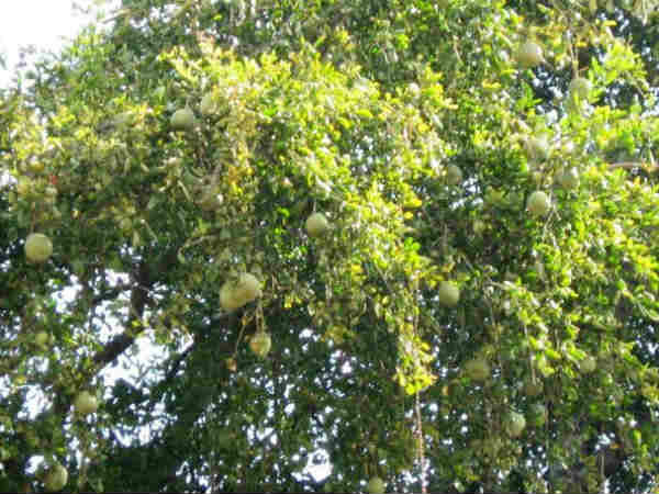 மிதுனம் மிதுனம்