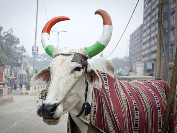 பசுக்களின் ஆரோக்கியம் காக்க