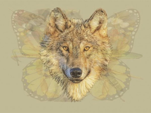 விலங்குகளின் குறியீடு