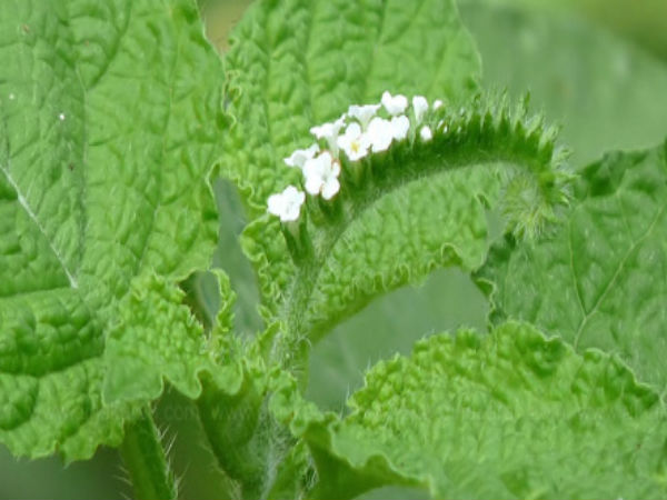 சொறி, அரிப்பு போக்கும் தேள்கொடுக்கு மூலிகை.