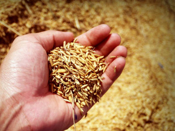 கோதுமை : 