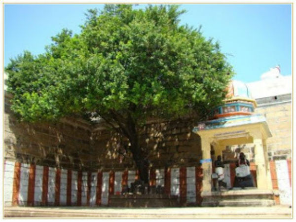 சிம்மம் - சிம்மம் -