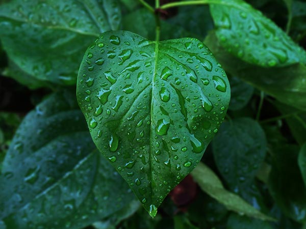 தேற்றான்கொட்டை