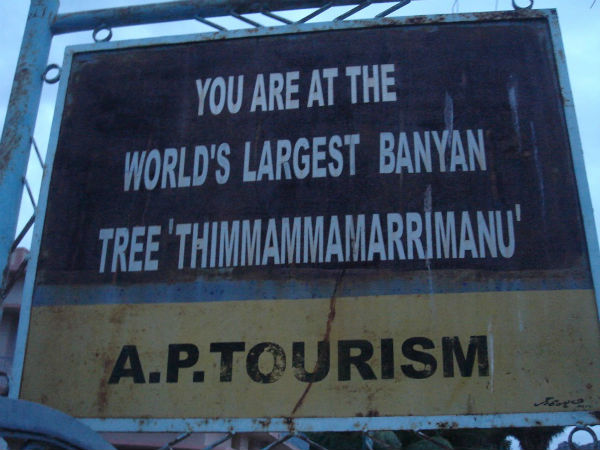 7 ஏக்கர் ஆலமரம்