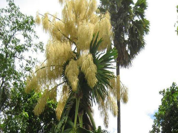 300 ஆண்டுகள் ஆயுள்