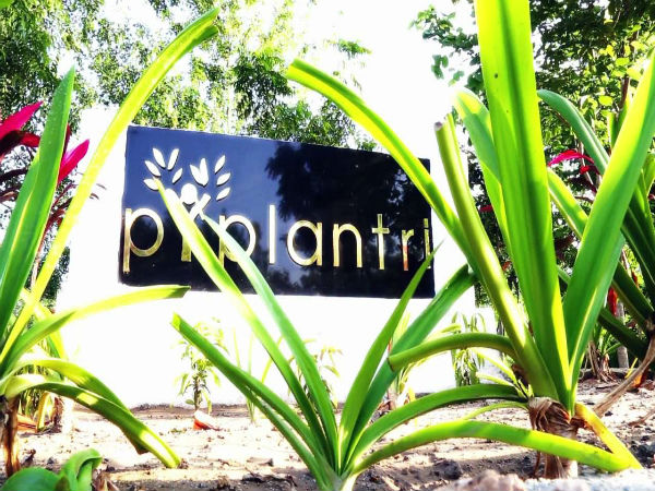 2.5 மில்லியன் கற்றாழை செடிகள்