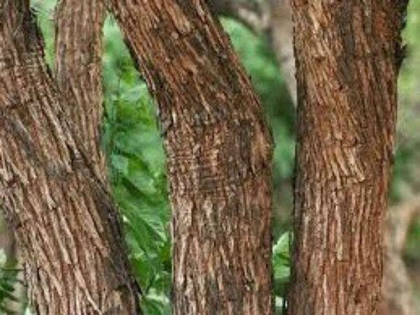 விருச்சிகம் விருச்சிகம்