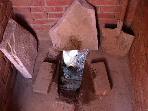  பன்றி டாய்லெட் : 