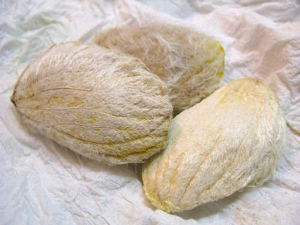 சத்துக்கள்