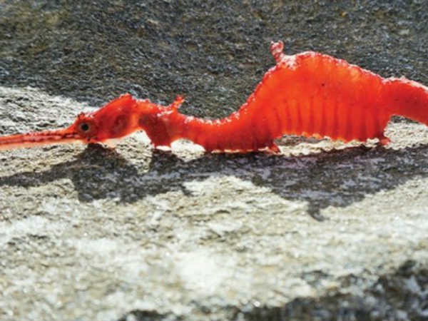 கடல் டிராகன் : 