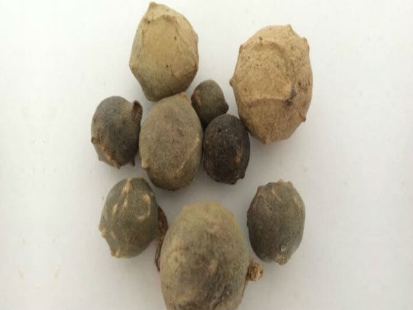 மாசிக்காய்