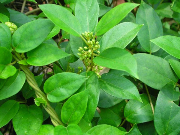 சிறுகுறிஞ்சான்