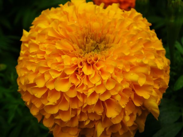 சாமந்தி ( காலண்டுலா ஆஃபிஸினலிஸ்)