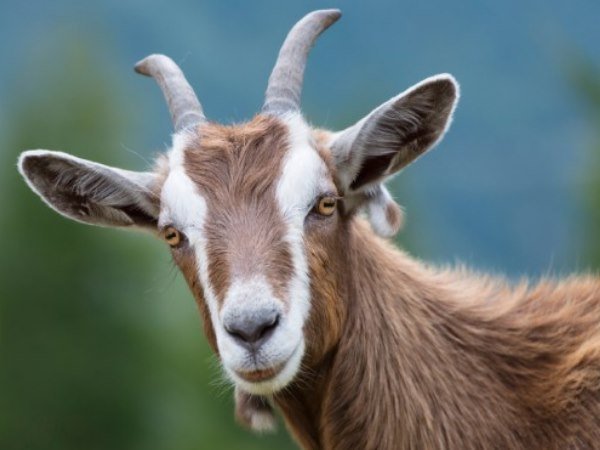 ஔரப்பிரகம் ஆகாதே!