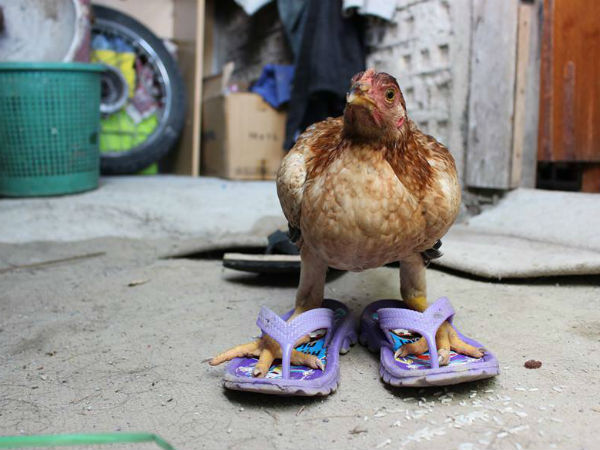 கோழியாரே கோழியாரே