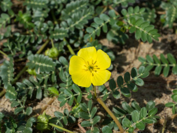 நெருஞ்சி ( ட்ரிபுலஸ் டெரெஸ்டிரிஸ்):