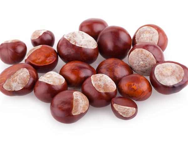 ஹார்ஸ் செஸ்நட்