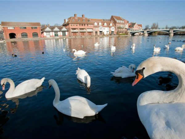 அன்னப் பறவை : 