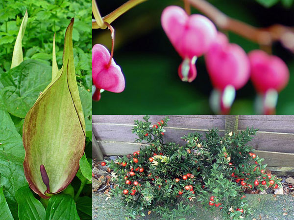 பட்சர்ஸ் ப்ரூம்
