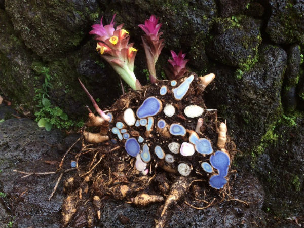 ஊட்டச்சத்துக்கள்