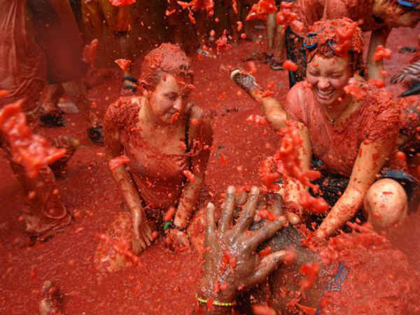 தக்காளி : 