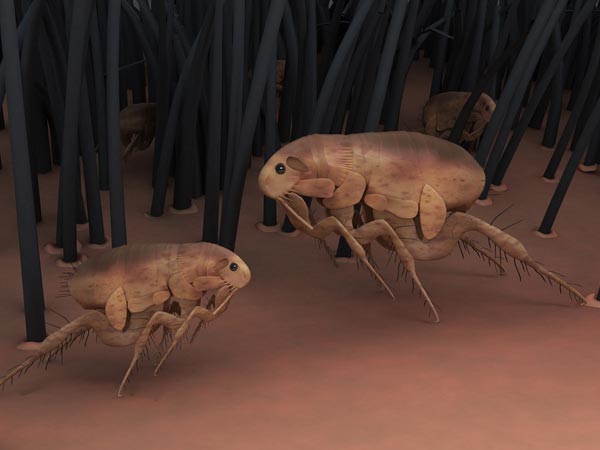 இயற்கை வழிகள்