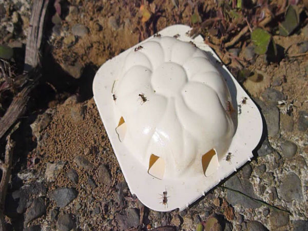 20. எறும்புப் பொறியைத் தயார் செய்யுங்கள்