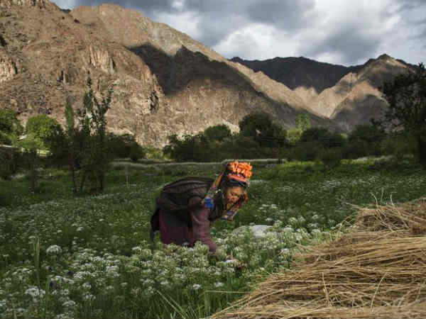 பாகிஸ்தானிலிருந்து : 