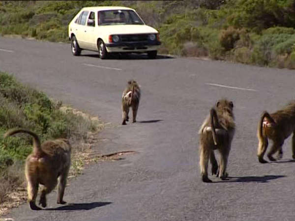 தென்னாப்பிரிகா : 