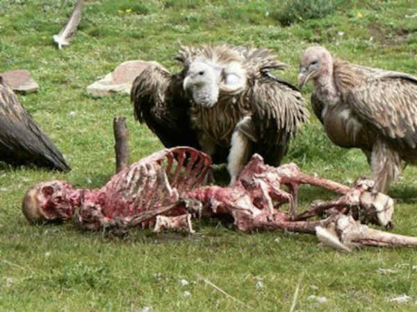 எஸ்கிமோ : 