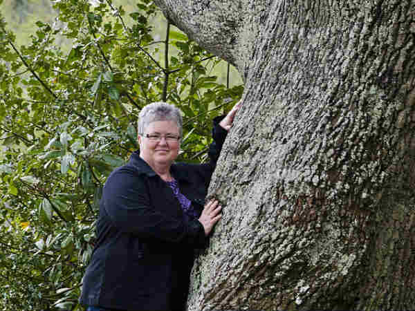 ஓக் மரம் : 