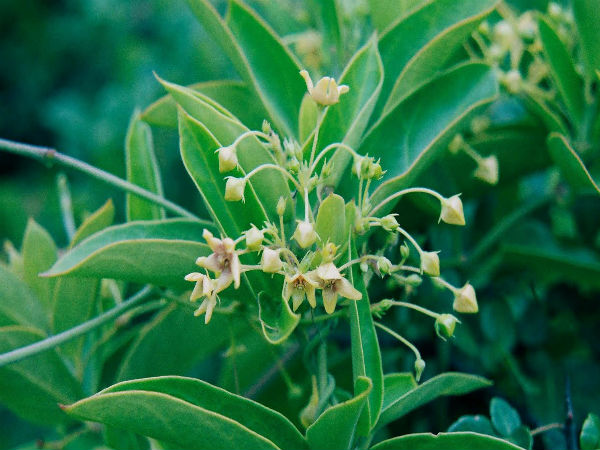 ஆஸ்துமாவை ஒடுக்கும் நஞ்சறுப்பான் மூலிகை