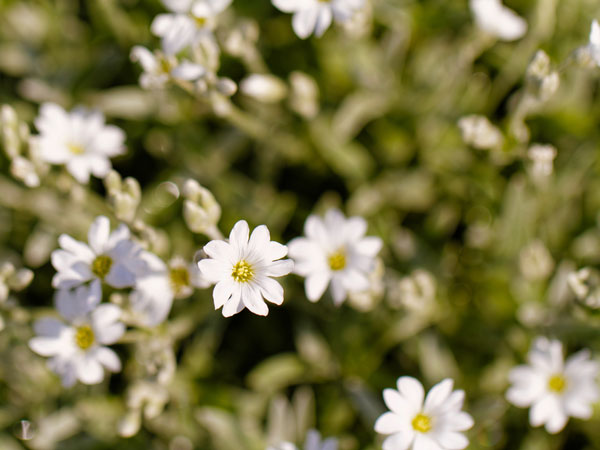 சிக்வீட்