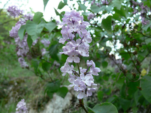 இந்திய இளஞ்சிவப்பு (Indian Lilac)