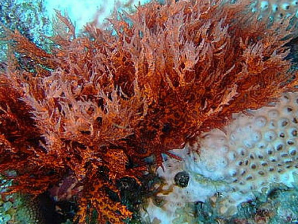 சிவப்புகடல் பாசிகள்